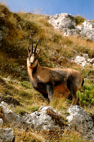 Camoscio d''Abruzzo Rupicapra pyrenaica ornata